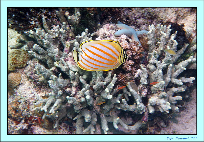 2011 - 08 - Borneo - Mataking 08